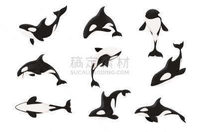 逆戟鲸,哺乳纲,动物,绘画插图,海洋,矢量,白色背景,平坦的,卡通,设计