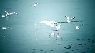 慢动作，海鸥飞翔，海里钓鱼