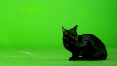黑猫走在绿幕上。慢动作。