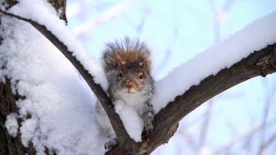 雪松鼠