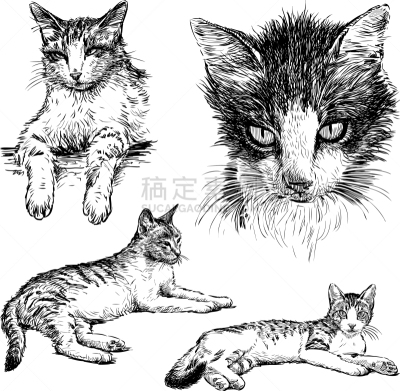 宠物,猫,可爱的,图像,矢量,猪嘴,腮须,尾巴,动物,哺乳纲