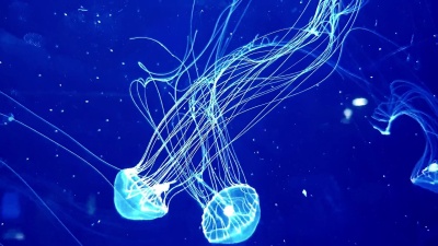 深海动物水下世界黑暗中的箱形水母