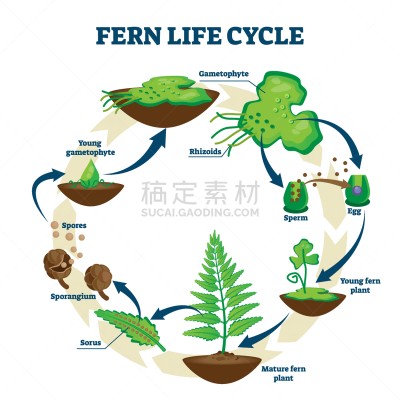 绘画插图,蕨类,矢量,新生活,生物学,复叶,拉脱维亚,根状的,环境,有丝分裂