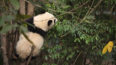 树上一只可爱的熊猫宝宝，4k