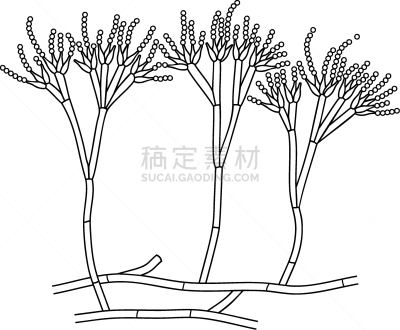 菌丝,青霉菌,孢子,分生孢子,白色背景,分离着色,书页,建造物,生物学,微生物学