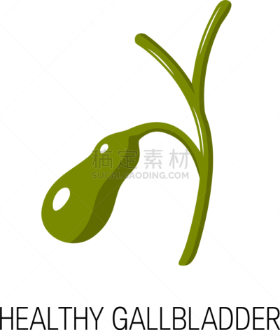 胆囊,概念,健康保健,膀胱,人类消化系统,血流动,胆汁,人,胞囊的,白色