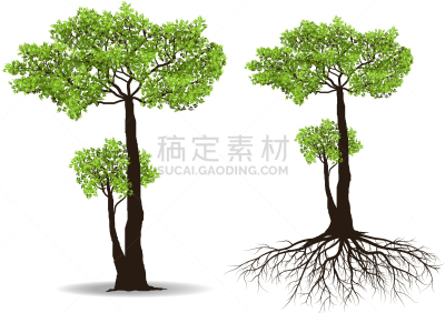 根部,红杉,分离着色,白色,自然,图像,枝,巨大的,叶子,装饰
