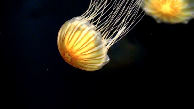水族馆中的水母