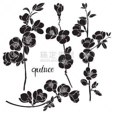 温柏,绘画插图,草图,矢量,枝,花,式样,动物手,分离着色,花