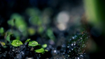 雨中生长在地面上的绿苗