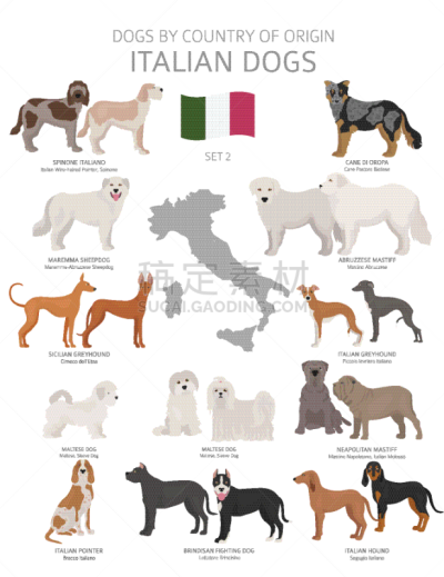 狗,意大利,非都市风光,起源,可爱的,纯种犬,牧羊犬,图表,动物,猎犬