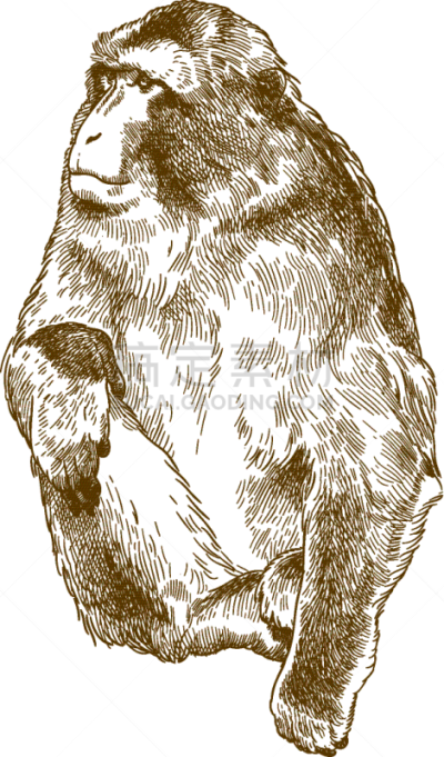 地中海猕猴,古董,绘画插图,雕刻图像,猴子,背景分离,野生动物,灵长目,猿,复古风格