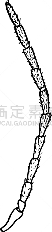 丝状的,触角,白色,矢量,图像,雕刻图像,黑色,复古