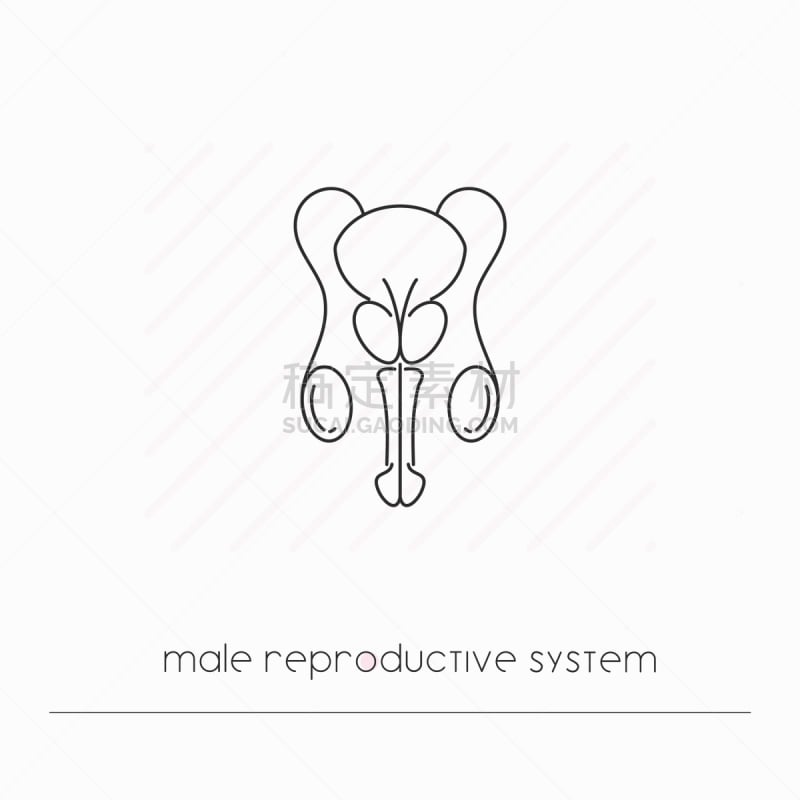 分离着色,计算机图标,男性生殖系统,韧带,人类的生殖器官,阴囊,泌尿系统,尿道,膀胱