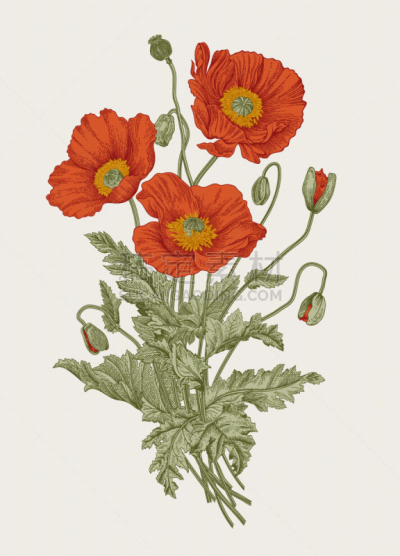 红色,花束,华丽的,贺卡,浪漫,复古风格,古董,春天,植物,绘画插图