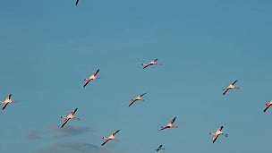 小火烈鸟，凤凰小火烈鸟，飞行中的群体，肯尼亚博戈里亚湖的殖民地，慢动作 