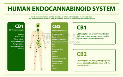 人,顺序,水平画幅,信息图表,生物学,有机食品,商务,健康保健,新陈代谢