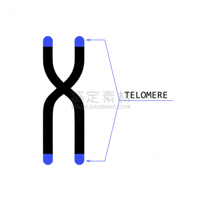 染色体,端粒,末端酶,生物学,健康保健,人,生物科技,染色单体,图像,结束