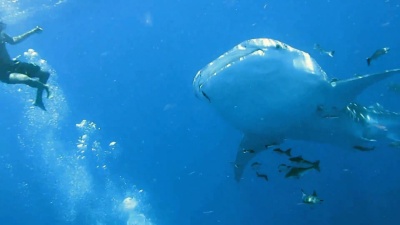 与Cobia(Rachycentron Canadum)和人一起游泳的濒危物种远洋鲸鲨(Rhincodon Type)。原始本能动物行为的完美展示。一种确保它们作为一个物种成功和生存的共生关系。