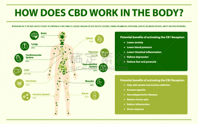 信息图表,CBD,母鹿,淋巴系统,分子,受体,植物,香熏油