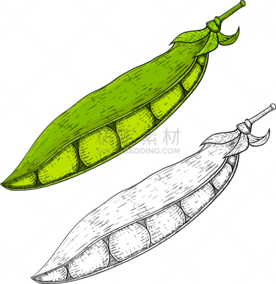 豌豆,草图,动物手,分离着色,农业,白色,蔬菜,有机食品,自然,绘制