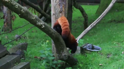 小熊猫