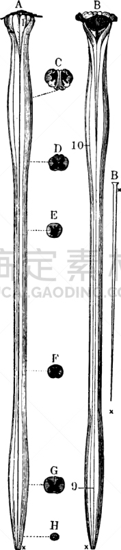 延髓,背的，脊的,白色,矢量,整形器具,图像,腹部的,雕刻图像,黑色,复古