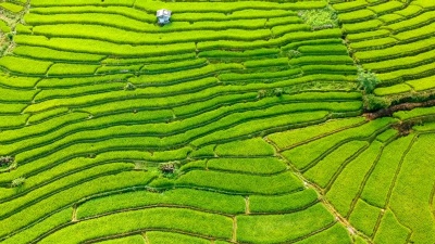 泰国早上梯田鸟瞰