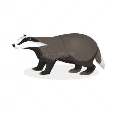 獾,分离着色,动物腿,短的,可爱的,外套,野生动物,肖像,哺乳纲,写实