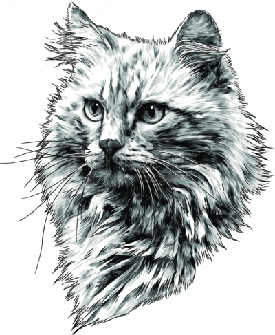 厚的,猫,动物鼻子,红色,头发,可爱的,野生动物,肖像,远距离,哺乳纲