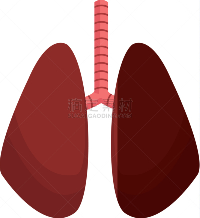 健康保健,生理学,动物肺,白色,生物学,矢量,人,膀胱,图像