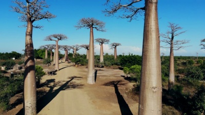 马达加斯加的Baobab大道