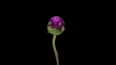 牡丹开花时间