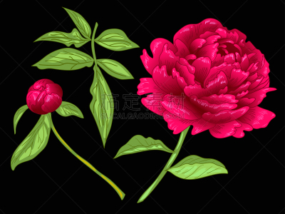 绘画插图,雕刻图像,牡丹,红色,艺术,矢量,墨水,绿色,植物学,花