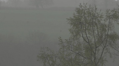 雨树