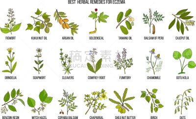 湿疹,草药,生物学,健康保健,皮炎,药,谢伊体育馆,环境,榛子树,肥皂草