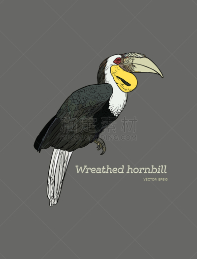Wreathed Hornbill,草图,动物手,分离着色,白色,鸡尾酒,自然,野生动物,已灭绝生物,绘制