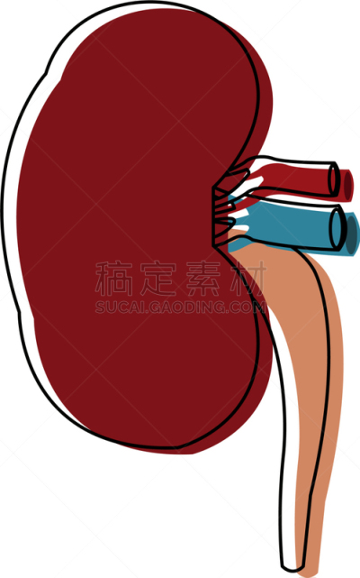 健康保健,人,肾脏,动物内脏,红色,分离着色,矢量,泌尿系统,教育