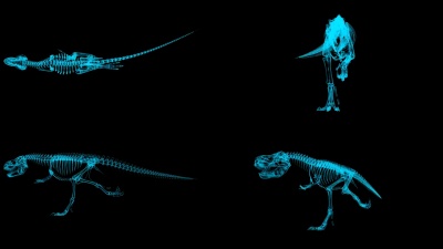 Trex Xray骨架运行周期，3D动画慢动作循环，Alpha通道