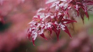 中国雨天红叶上的雨滴