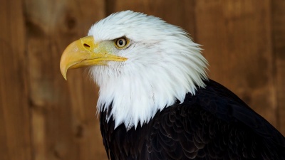 一只秃鹰(Haliaetus Leucocephalus)凝视着远方的肖像