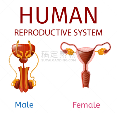 人类的生殖器官,人,顺序,男性,女性,男人,女人,白色,里面
