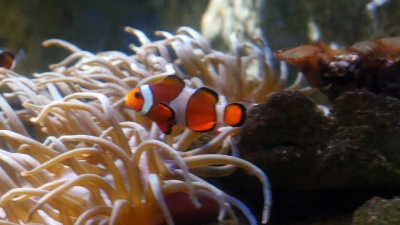 ocellaris Clowfish，Amphiprion ocellaris，站在银莲花附近，实时 