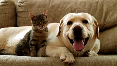 狗和猫