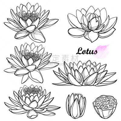 花蕾,轮廓,黑色,矢量,豆荚,水彩画颜料,莲藕,分离着色,白色背景,水生植物
