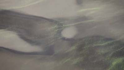 水面上的藻类