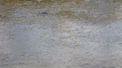   污染水域中的气泡上升