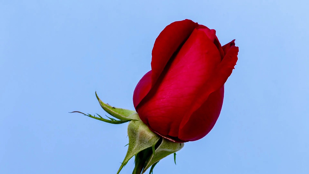 Red rose flower blooming and rotating on blue background a time lapse 4k video.