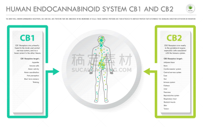 信息图表,水平画幅,商务,人,顺序,比较,植物,人类心脏,香熏油,心血管系统