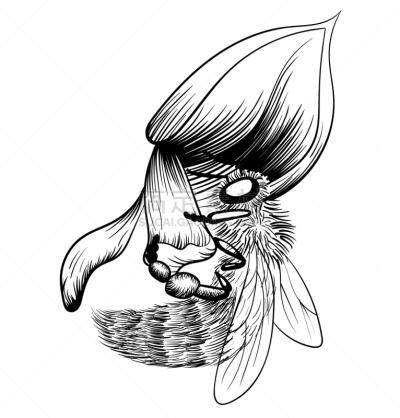 仅一朵花,蜜蜂,绘画插图,白色背景,矢量,单色调,可爱的,背景分离,复古风格,翅膀